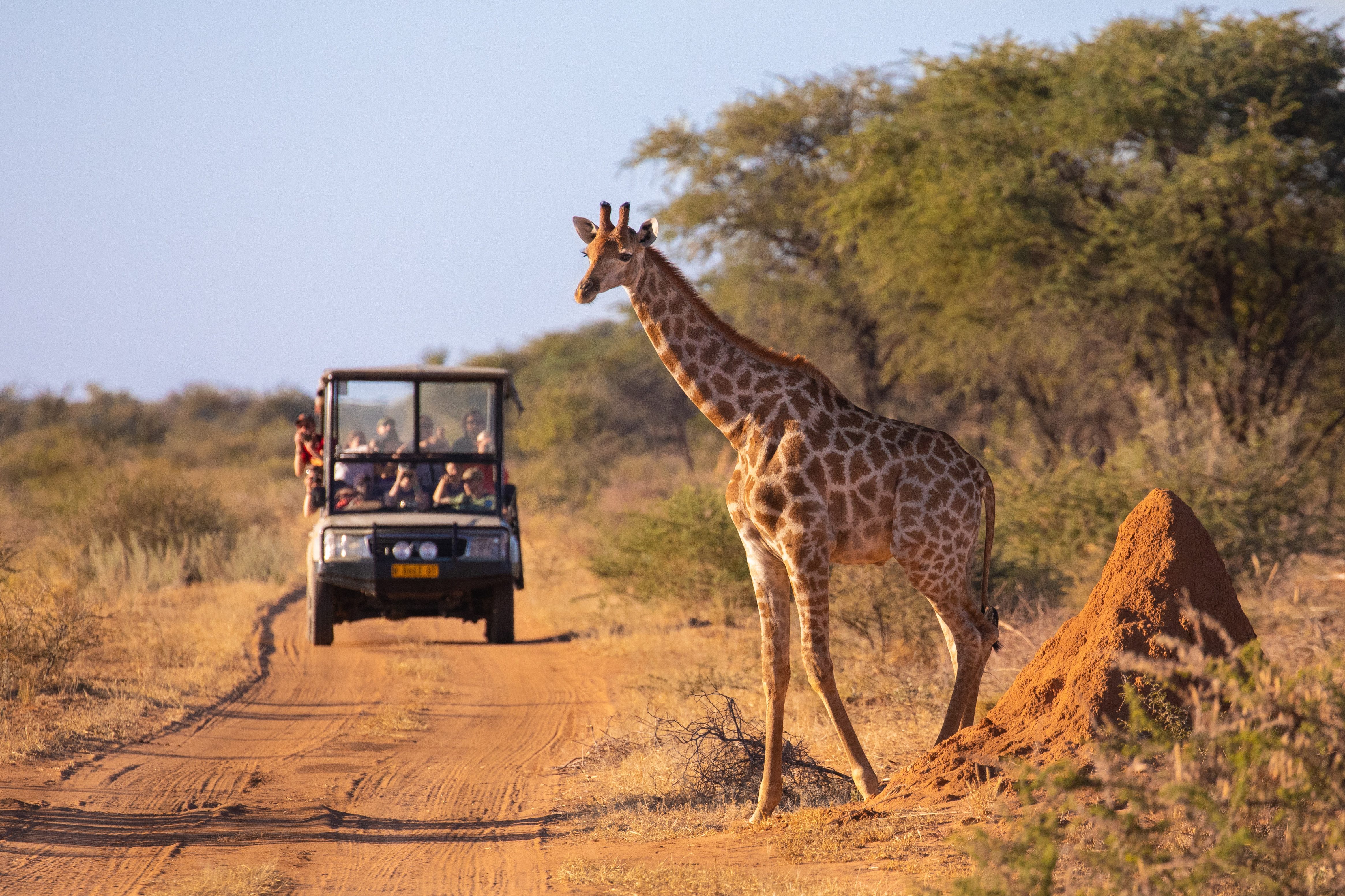 Safari Giraffe