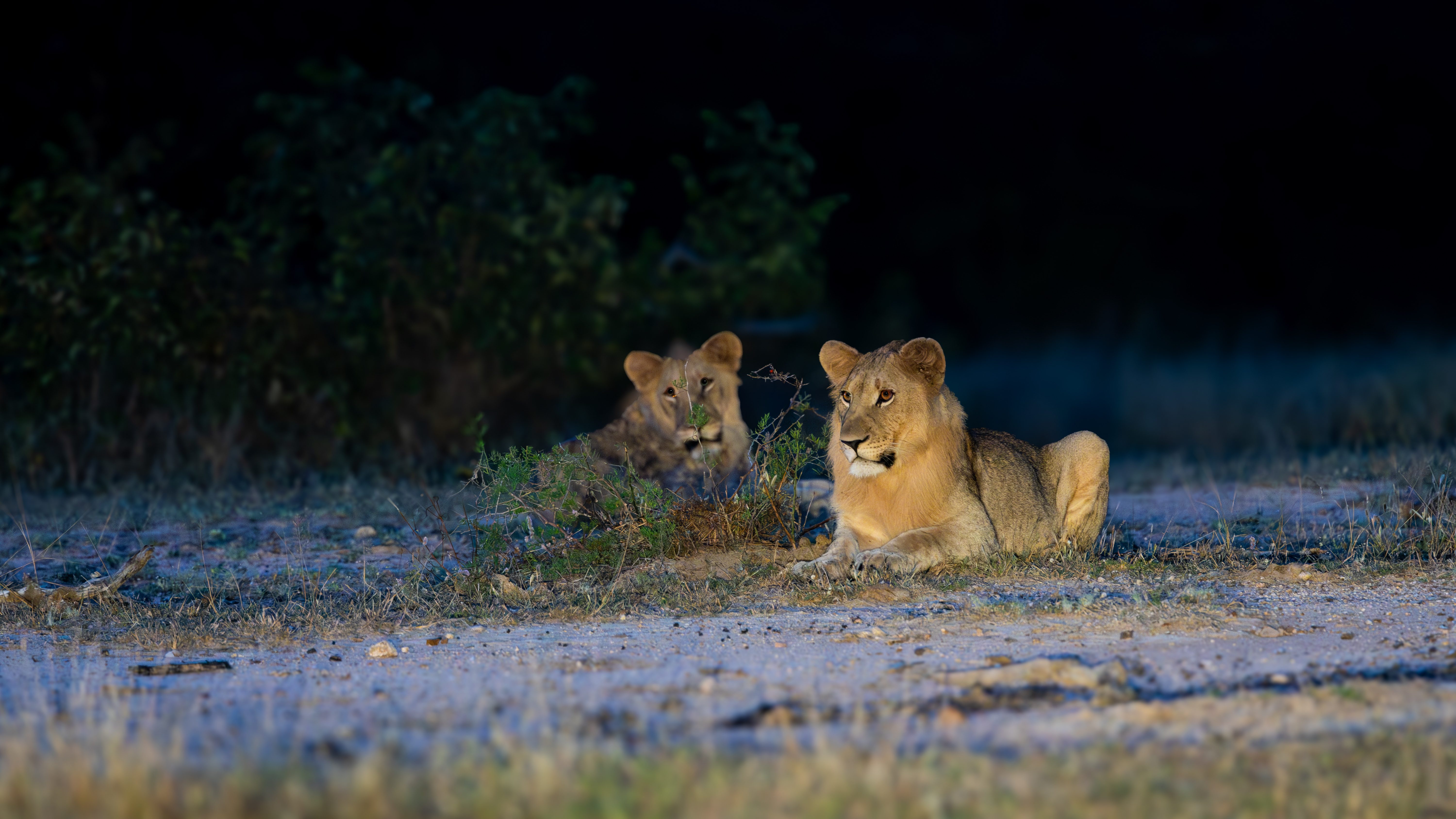 Löwen auf Nachtsafari