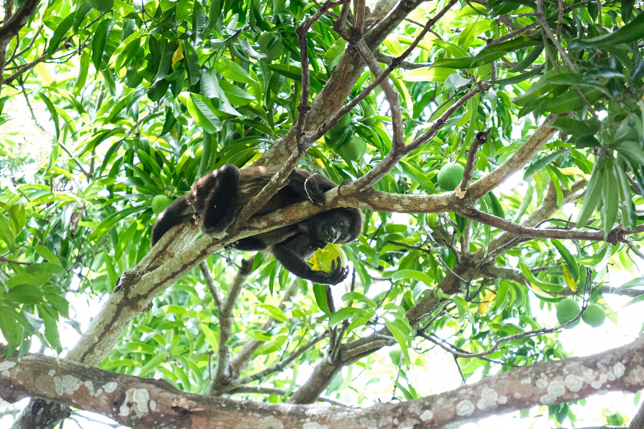 Affe im Cahuita Nationalpark