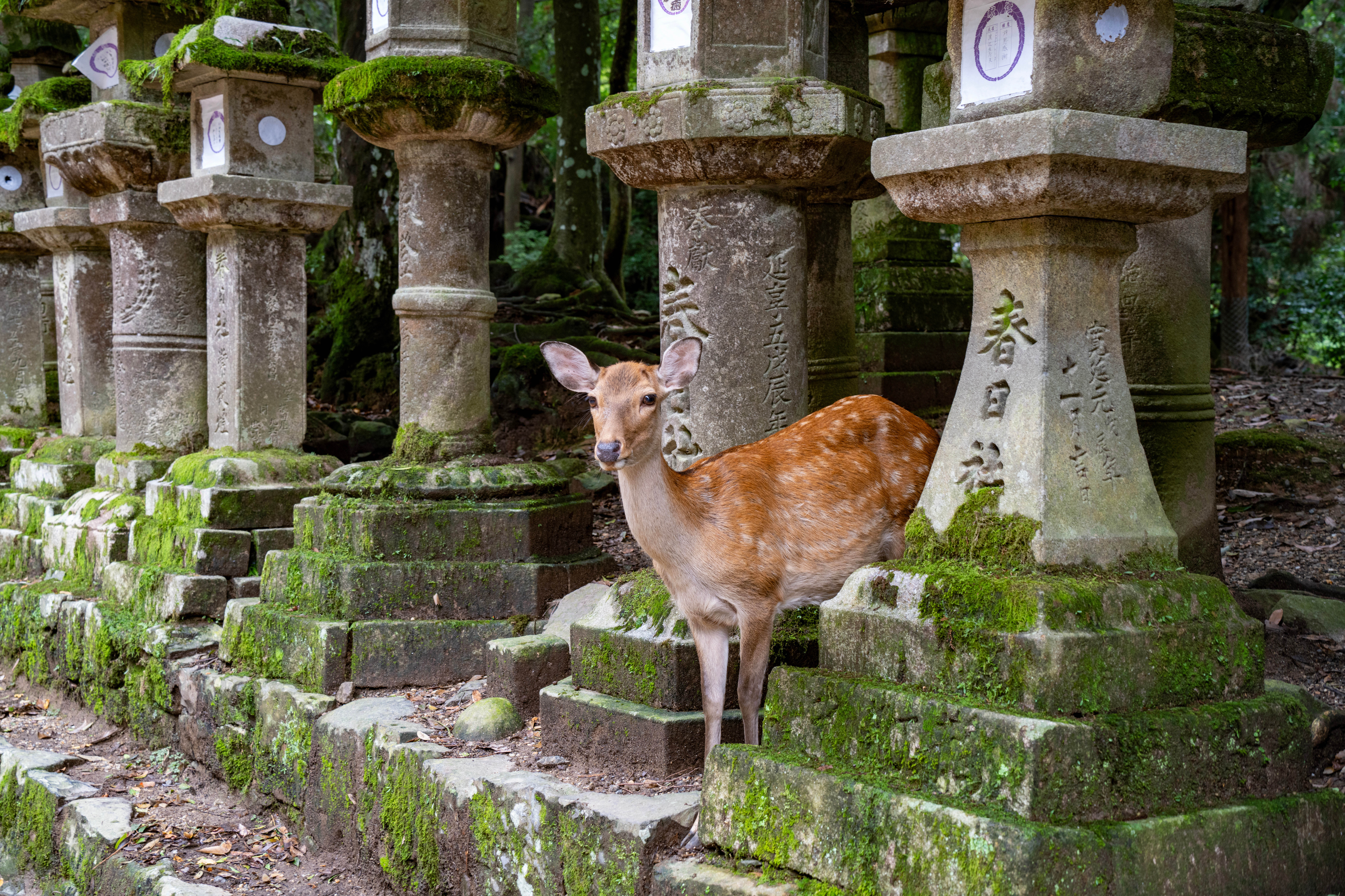 Reh in Nara