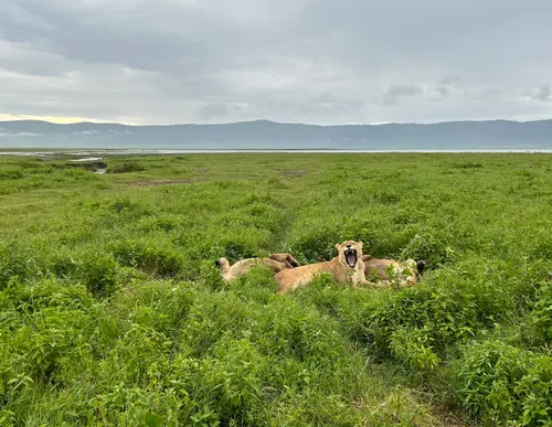 Gähnende Löwin im grünen