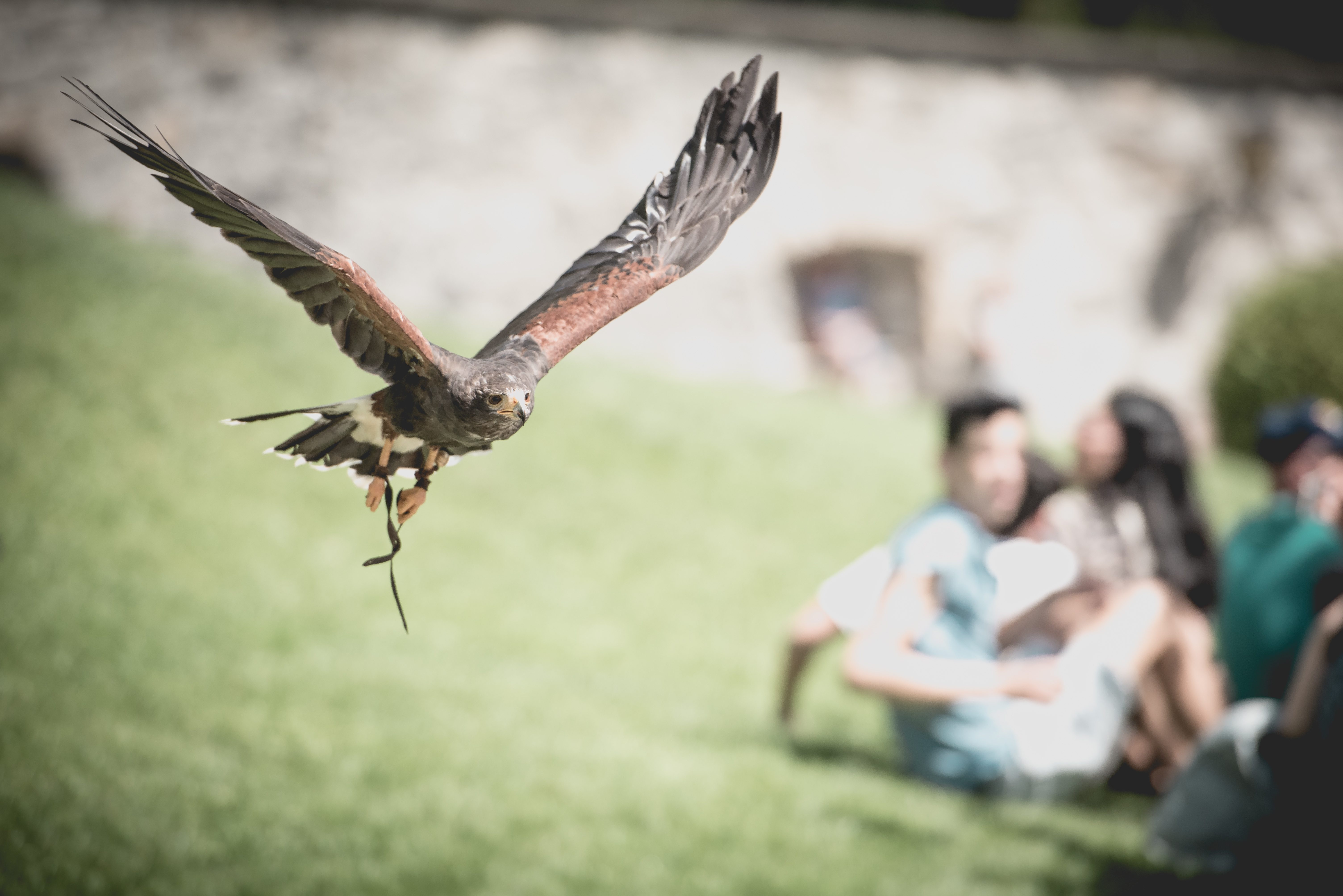 Greifvogel
