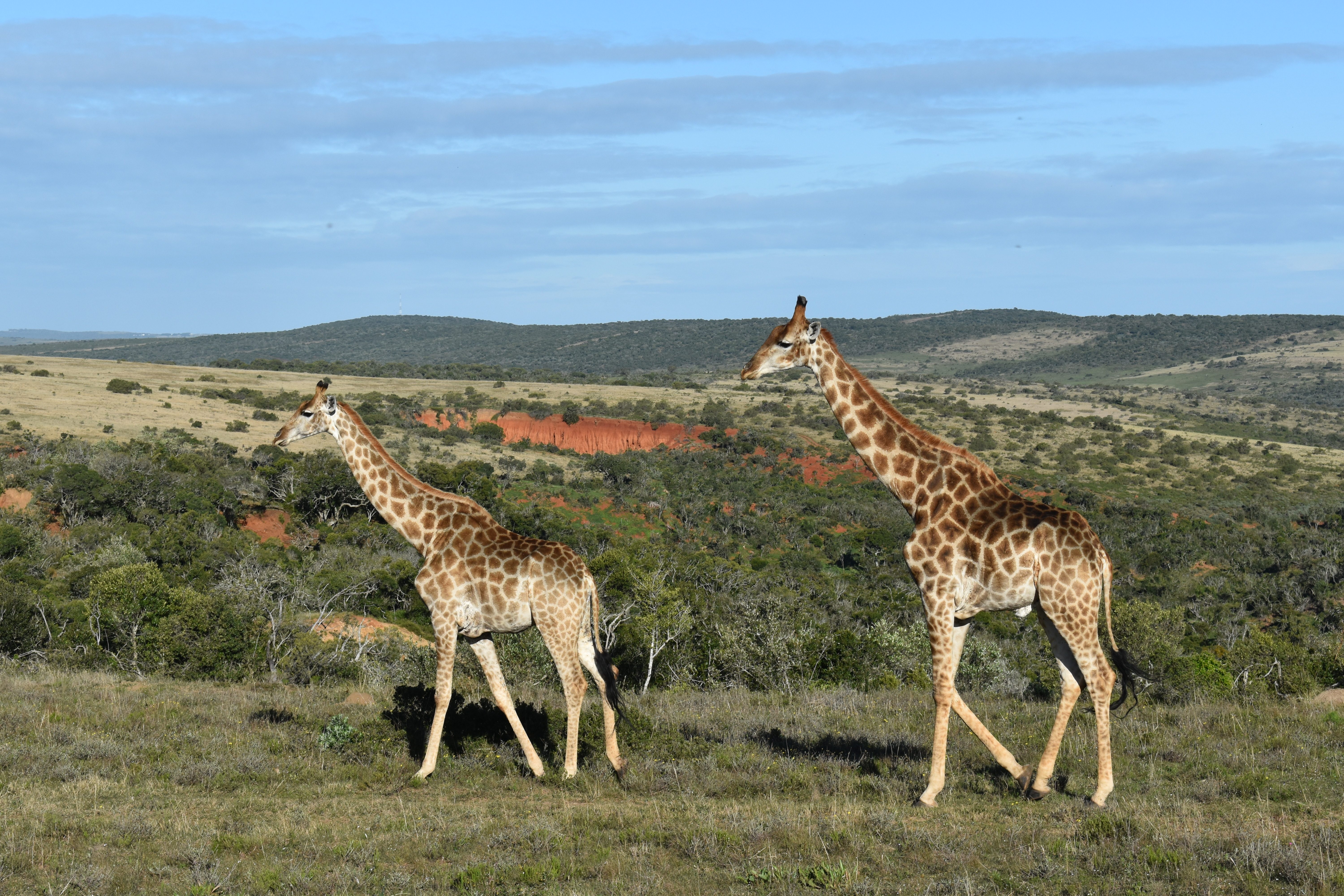 Giraffen