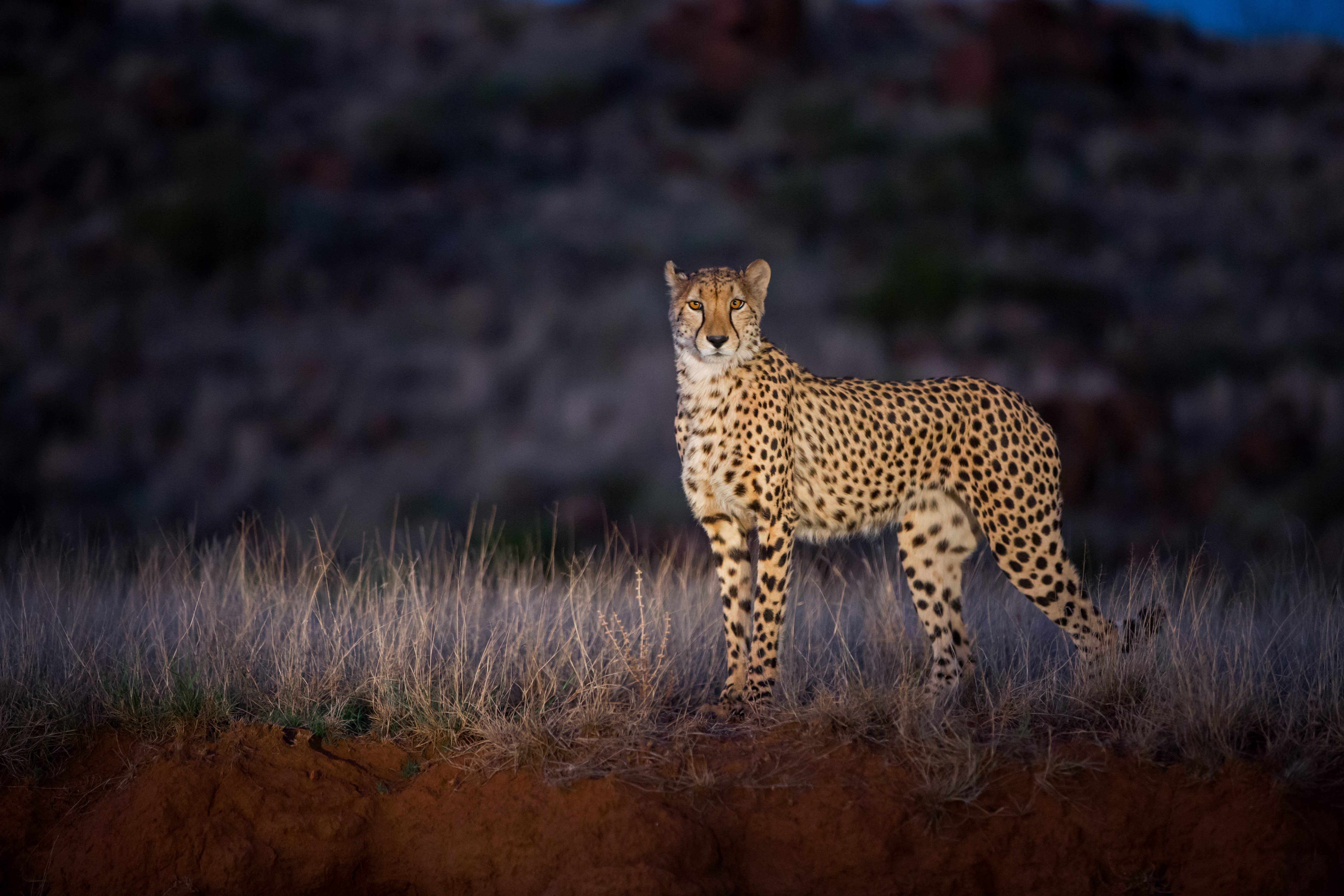 Nachtsafari