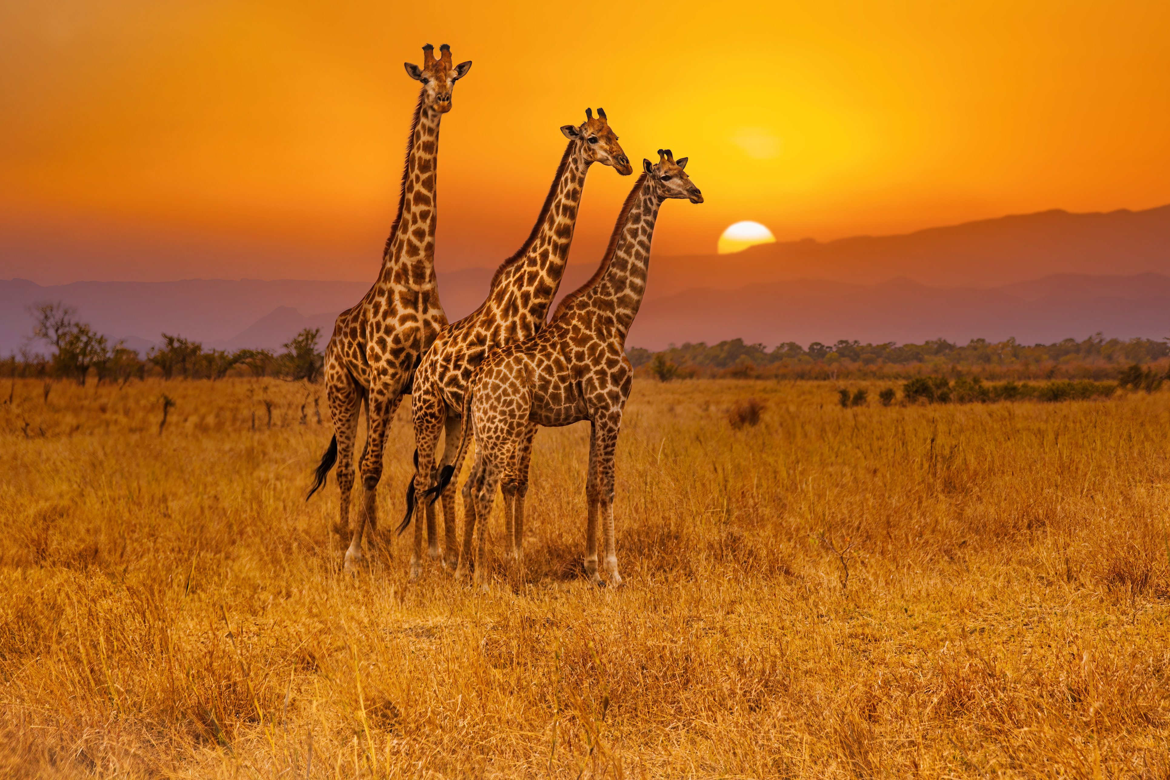 Giraffen