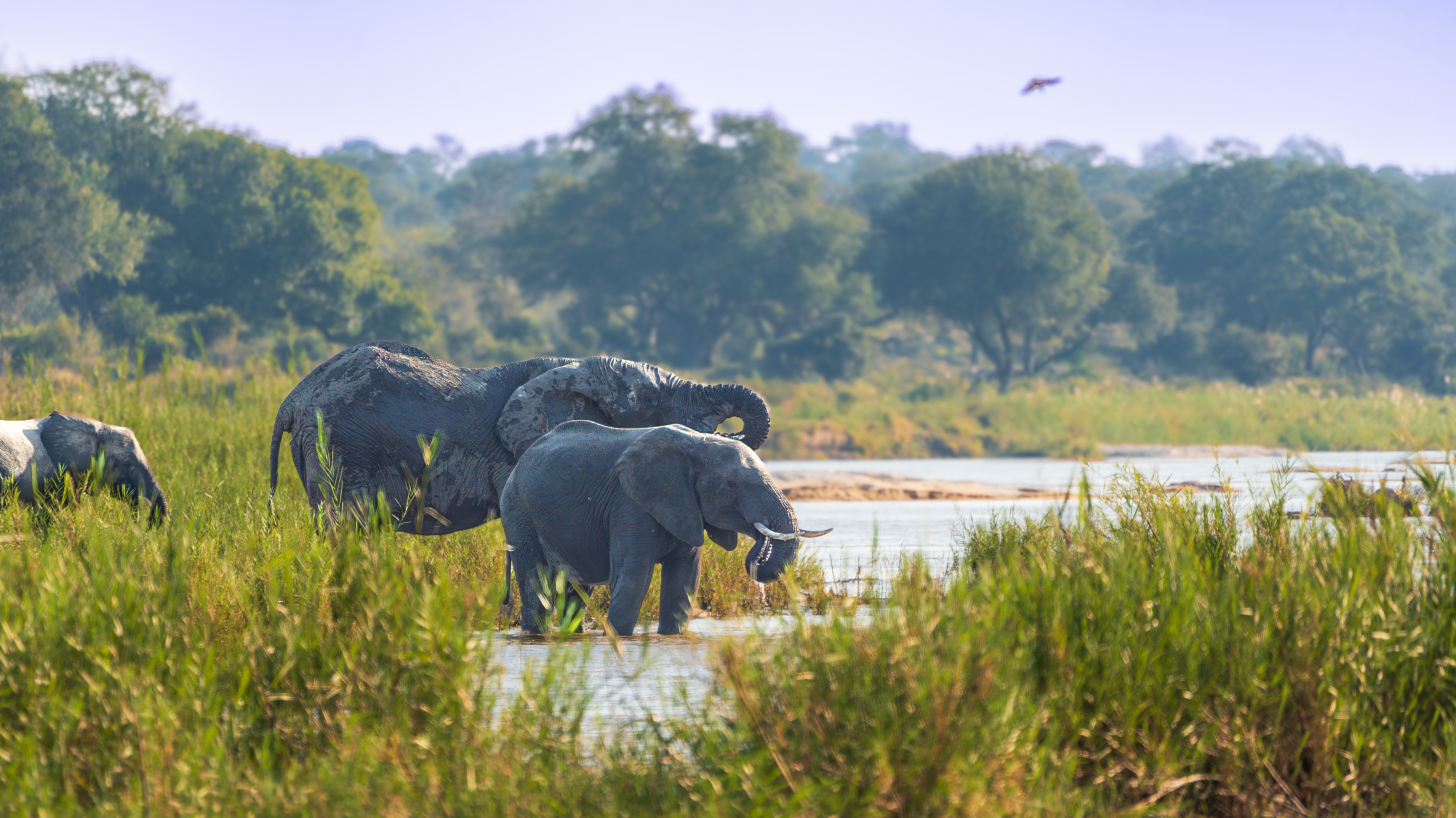 Kruger Nationalpark