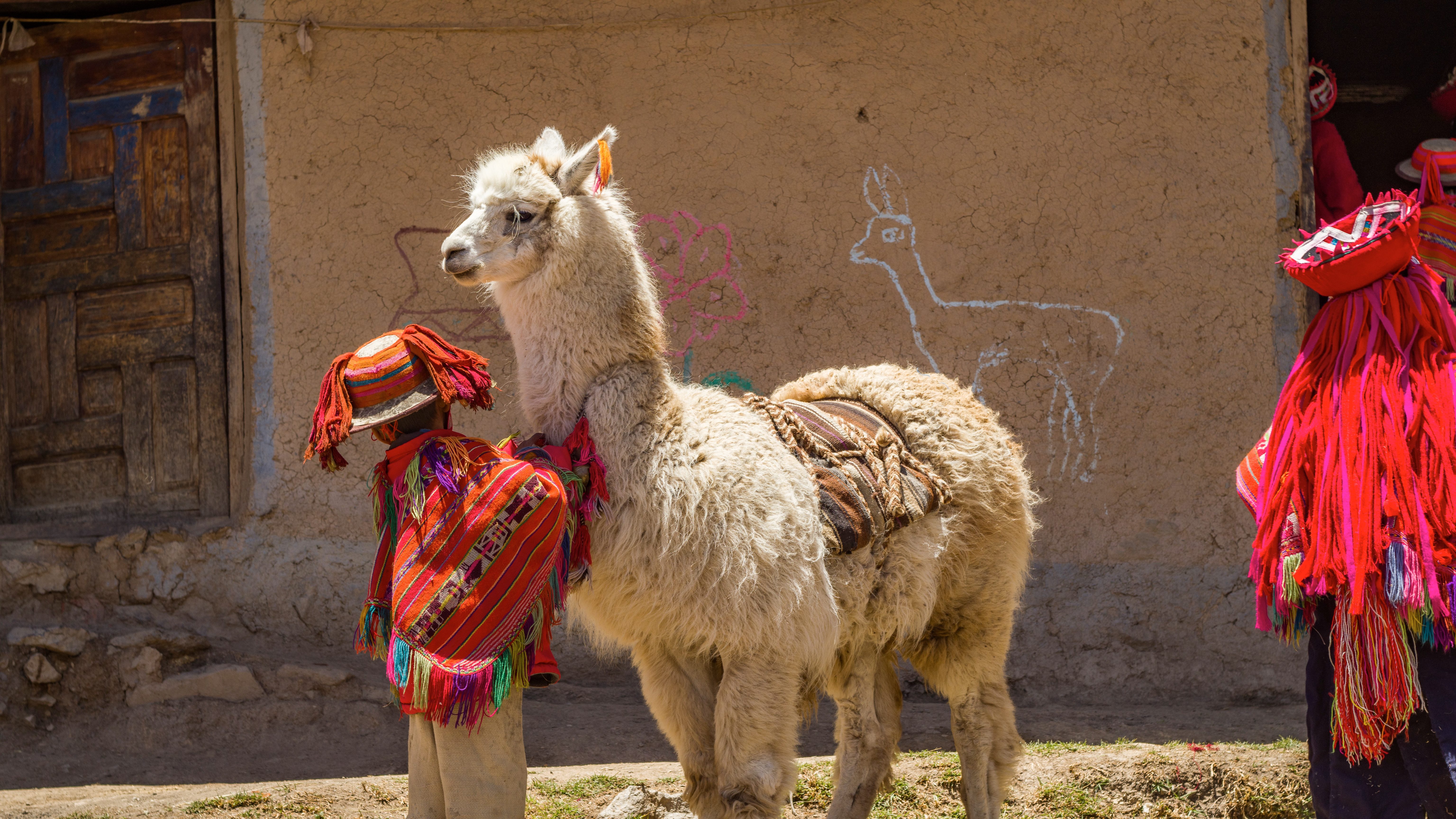 Lama Cusco 