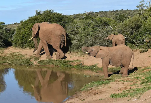 Elefant 